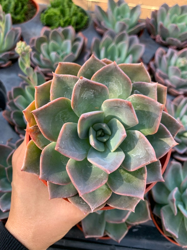 blue succulent seeds Echeveria 'Blue Prince' 4”