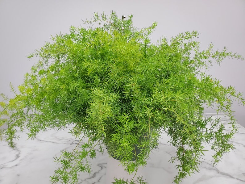 Sprengeri Asparagus Fern Hanging Plant - 10" Basket - Exotic Air Purifier - Houseplant - Asparagus setaceus