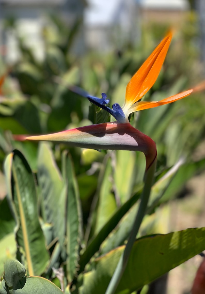 5Pk - 3 Inch Orange Bird of Paradise Plants (Strelitzia Reginae) - Live Indoor/Outdoor Tropical Foliage