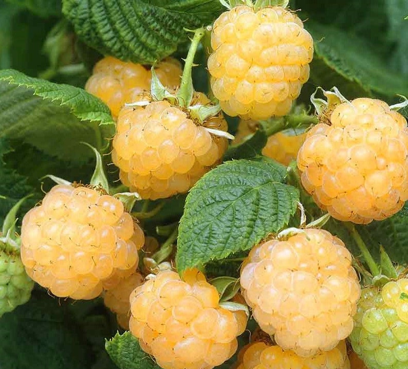 Fall Gold Raspberry Live Starter Plant 4-6 Inch Everbearing Variety "Rubus Idaeus" Pesticide-Free Non-GMO