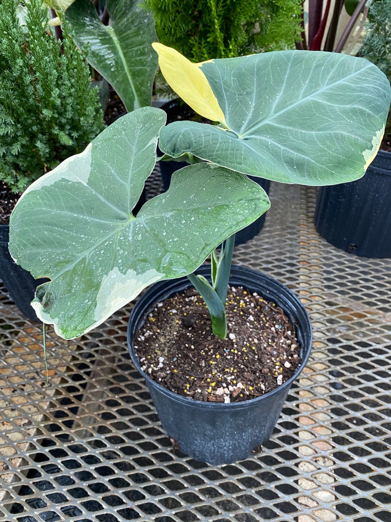 elephant ear plant variegated Alocasia Mickey Mouse Plant | Variegated Indoor Elephant Ears