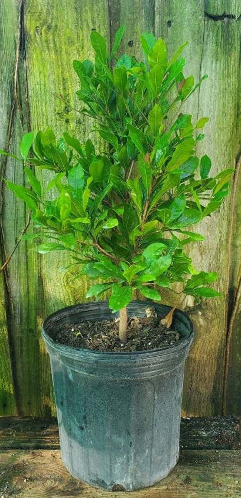 Miracle Berry Fruit Tree - Live Plant - Synsepalum dulcificum - Outdoor Grown with Minor Blemishes - Unique Edible Fruit Plant