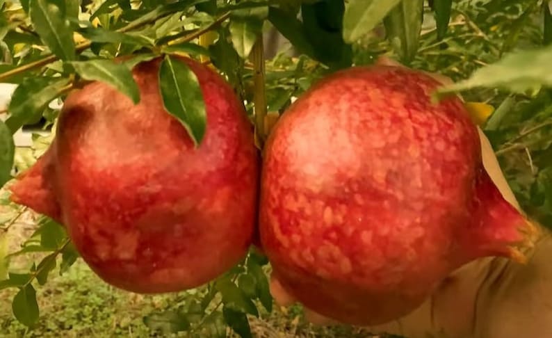 Parfianka Pomegranate Tree - Live Starter Plant - Punica Granatum - Delicious Fruit Tree for USDA Zones 7-10 - Cold Hardy