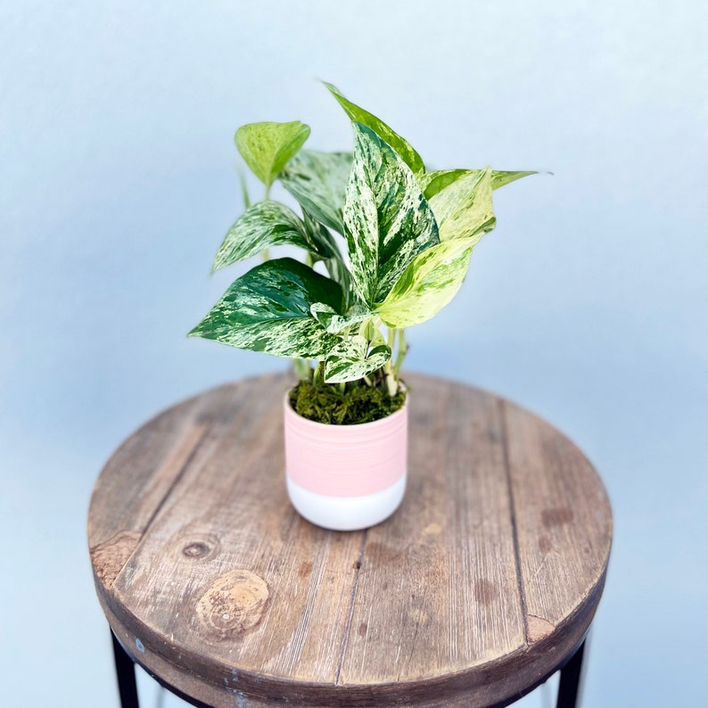Live Marble Queen Pothos Plant in Ceramic Pot - Variegated Indoor Vine, Epipremnum Aureum, Perfect Gift for Mom or Office