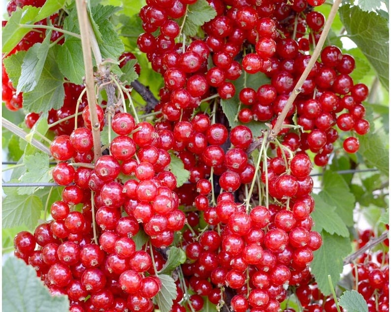 Jonkheer Van Tets Red Currant Starter Plant - Rooted, Self-Pollinating, Zones 3-7 - Ribes rubrum