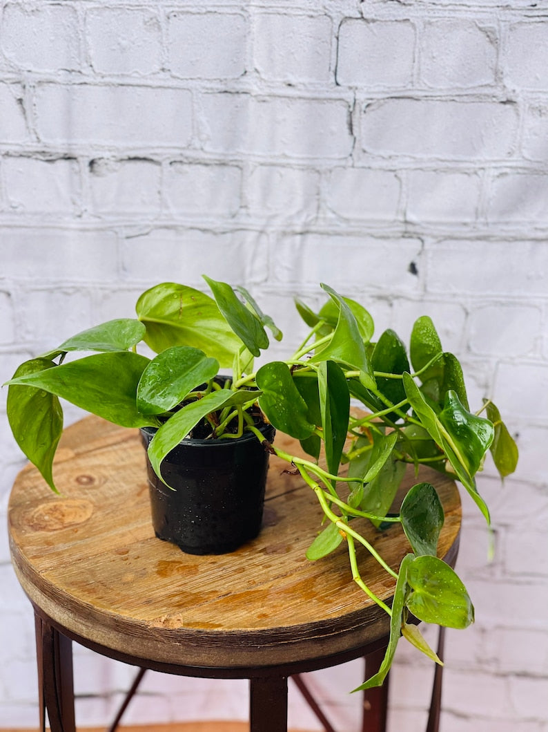 Green Heartleaf Philodendron Plant in 4 Inch Pot, Trailing Indoor Houseplant, Philodendron hederaceum, Gift for Mom or Grandma