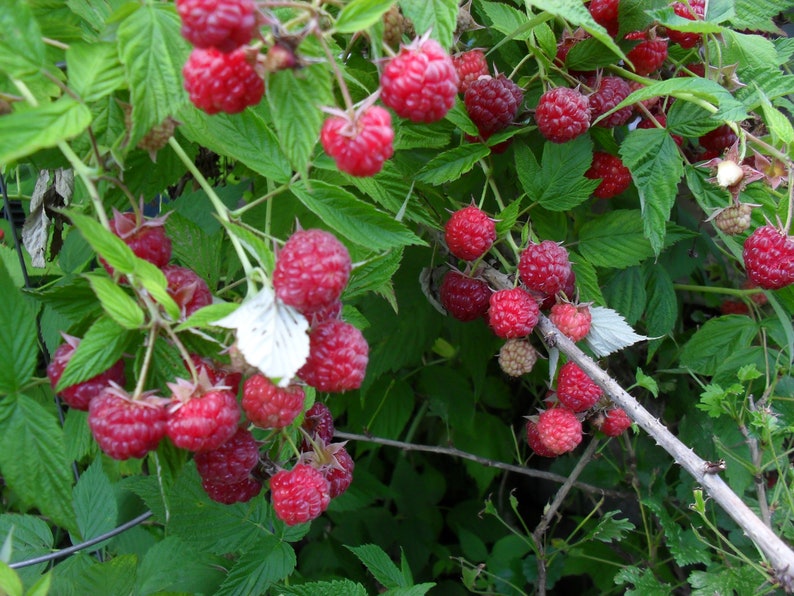 Early Crop Ever Bearing Mammoth Red Raspberry Plant - Live Rooted, Self-Pollinating, Zone 3-8, Medium-Large Berries, Organic
