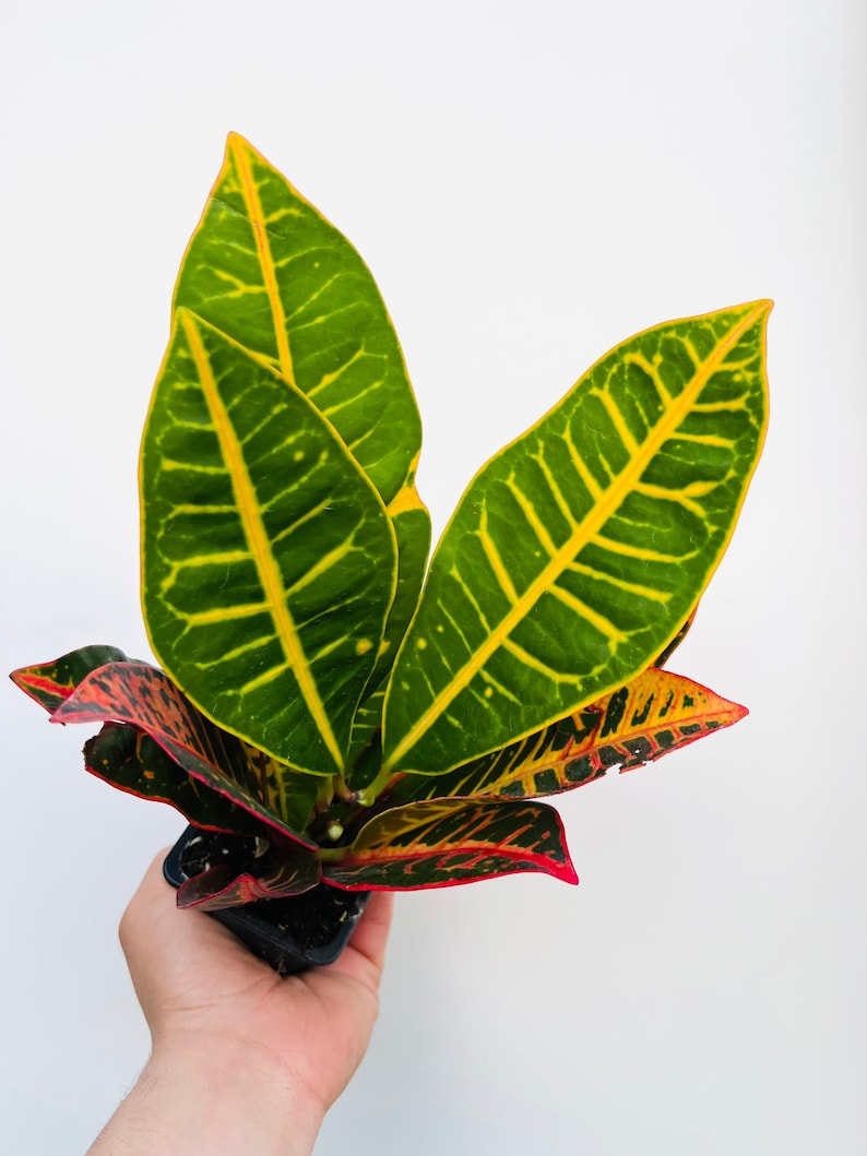 Croton Petra Live Plant in 3” or 4” Pot - Codiaeum Variegatum - Colorful Variegated Houseplant - Easy Care Indoor Plant