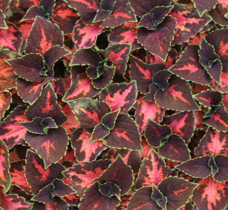 Coleus Seeds Packet - 15 Rare Festive Dance Seeds - Vibrant Ornamental Plant - Non-GMO Coleus scutellarioides for Indoors/Outdoors