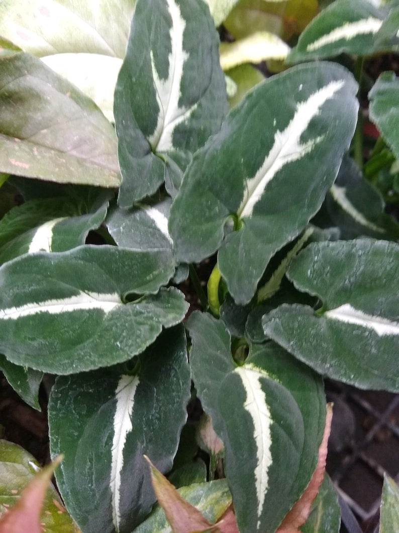 Syngonium Wendlandii Starter Plants - Set of 4 - Bright Indirect Light - Tropical Houseplants - Syngonium spp.