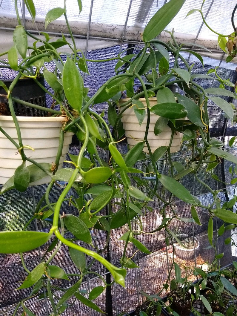 Vanilla Planifolia Cuttings (4) 12-15" Healthy Vine Cuttings with Aerial Roots - Vanilla Bean Plant (Vanilla planifolia)
