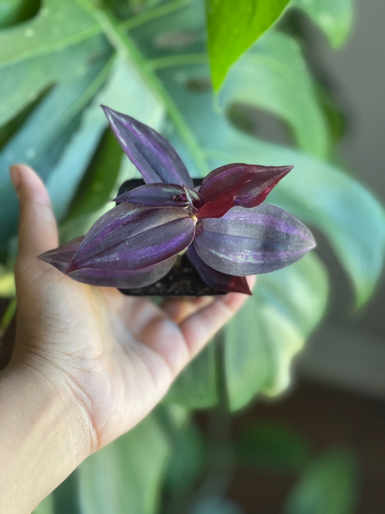 wandering succulent Purple Wandering Jew Plant | 2" Purple Queen Houseplant