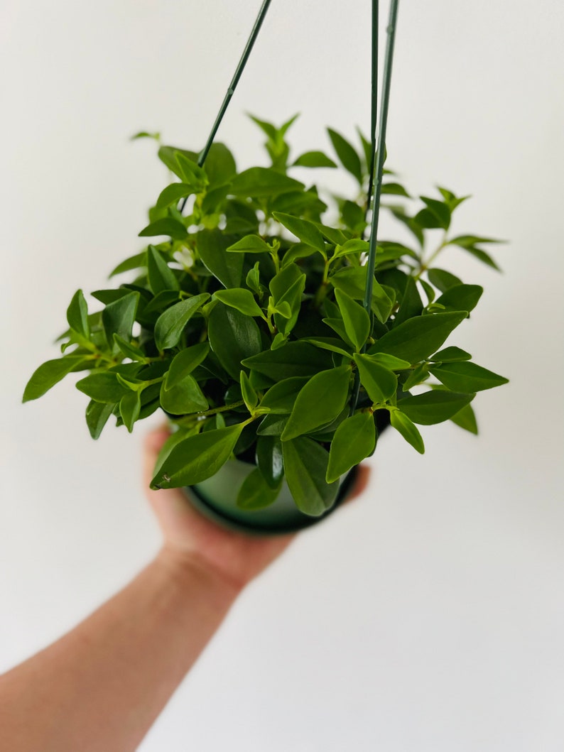 Trailing Peperomia Plant - 4" Pot or 6" Hanging Basket - Peperomia Amigo Marcello - Easy Care, Diamond-Shaped Leaves