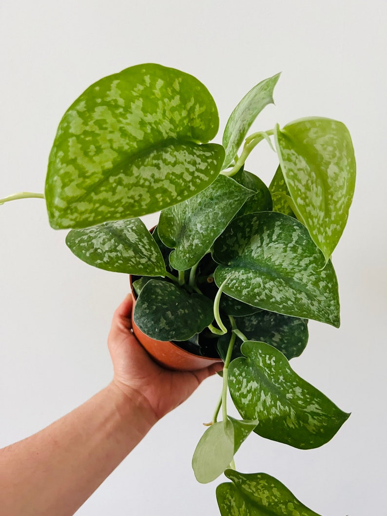 silver splash pothos Silver Splash Scindapsus Plant - 4" Pot - Rare Silver Satin Pothos - Scindapsus 'Silver Splash'