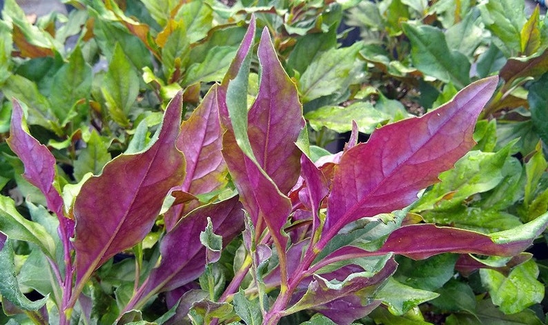 Okinawa Spinach Live Starter Plants 5-7 inch Gynura crepioides 2pc Pesticide-Free Non-GMO for Salad & Stir-Fry