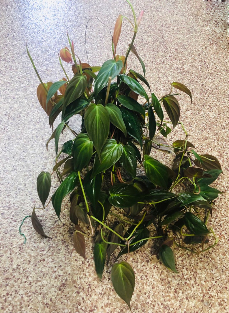 philodendron red velvet Philodendron Micans Cutting - Rooted Red Velvet Plant - Easy Care, Low  Light, High Humidity