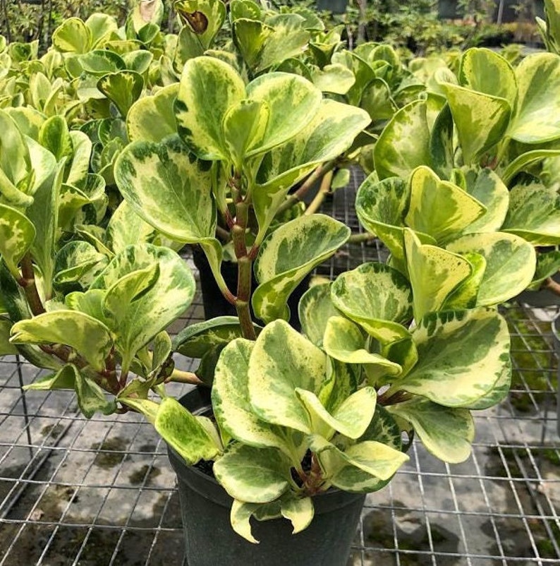 Peperomia Obtusifolia Marble Rubber Plant - Live Indoor Plant - Hardy Houseplant for Home Decor