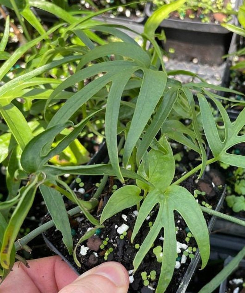Live Amydrium zippelianum Plant - Outdoor Grown Tropical Houseplant - Unique Green Foliage - Rare Exotic Plant
