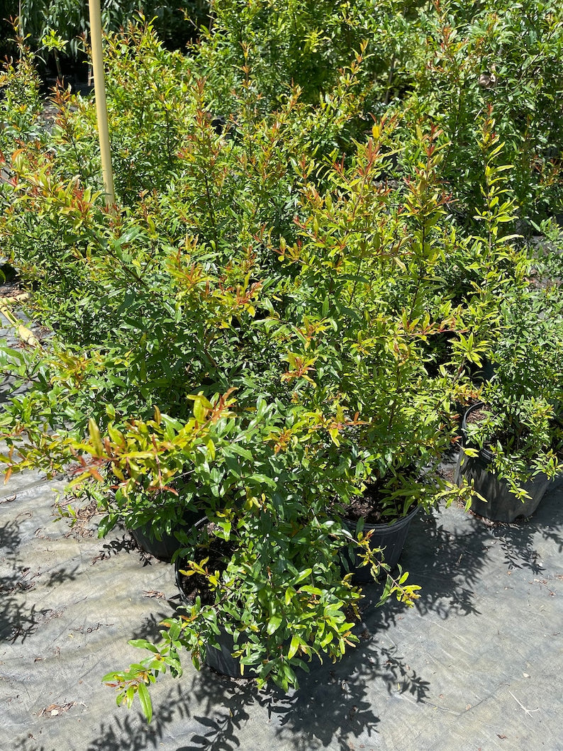 Airlayered Pomegranate Tree 3ft - Punica granatum - Live Plant with Pot & Soil, Shipped Mon-Thu