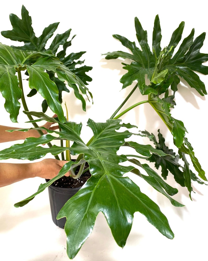 philodendron air Philodendron Selloum Live Plant | Indoor Air Purifier | Tropical Split Leaf | Easy Care Houseplant