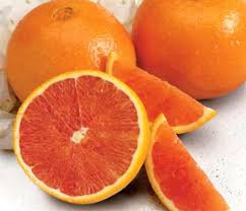 Grafted Navel Orange Tree 5 Gallon - Citrus sinensis - 3-4 Feet Tall, Includes Pot and Soil, Shipped Weekly