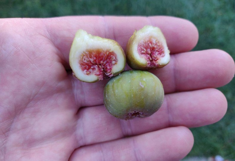 Dwarf Fig Plant - Little Ruby™ - Live Rooted Starter - Self-Pollinating - Ficus carica - Perfect for Pots - Zones 7-11