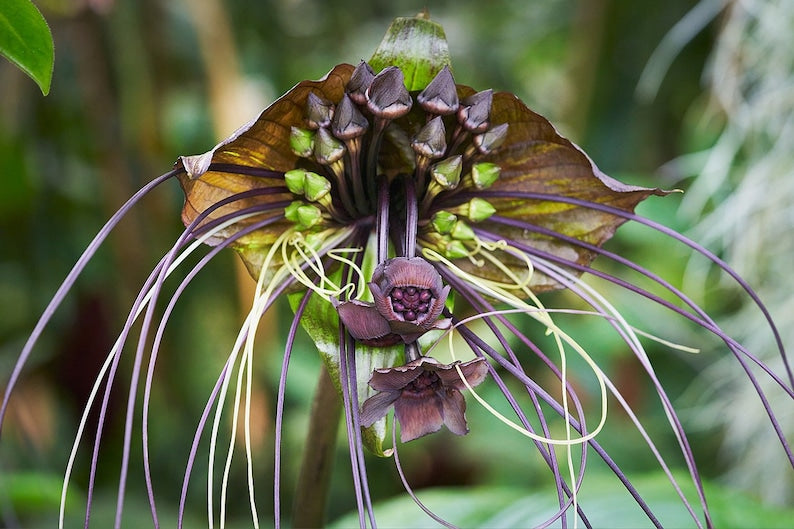 Black Bat Flower Live Plant - Tacca chantrieri - Unique Tropical Houseplant - Minor Blemishes Possible - Grown Outdoors