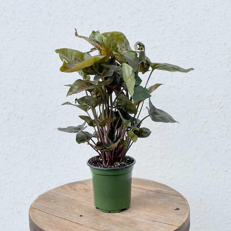 LIVE 4 Inch Syngonium Maria Allusion Butterfly Arrowhead Plant - Syngonium Podophyllum - Indoor Houseplant Gift