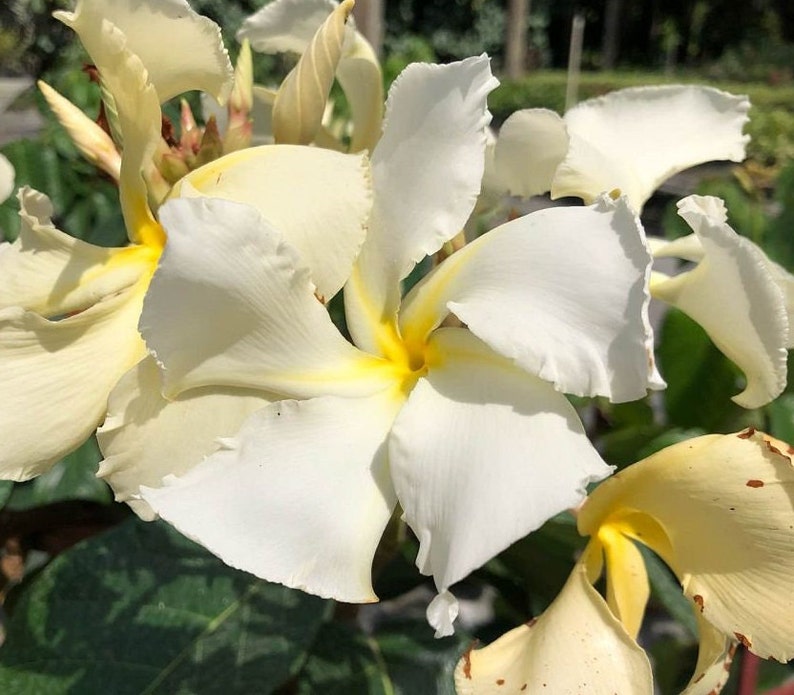 Climbing Frangipani Live Plant - Chonemorpha penangensis - Outdoor Grown - Minor Blemishes