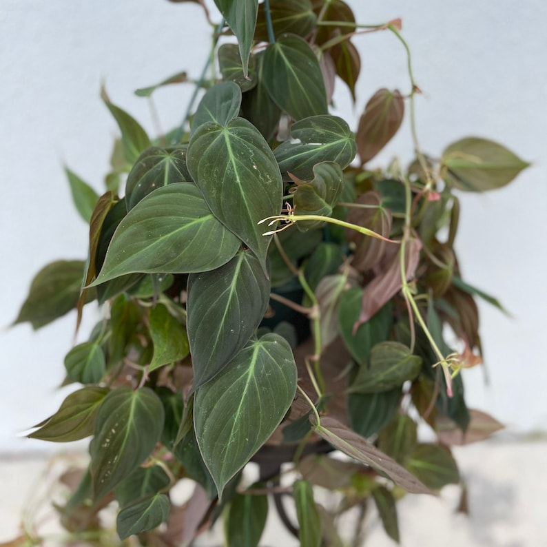 LIVE 8 Inch Hanging Basket Philodendron Micans, Velvet Leaf Indoor Houseplant, Trailing Evergreen Plant, Philodendron Hederaceum Micans