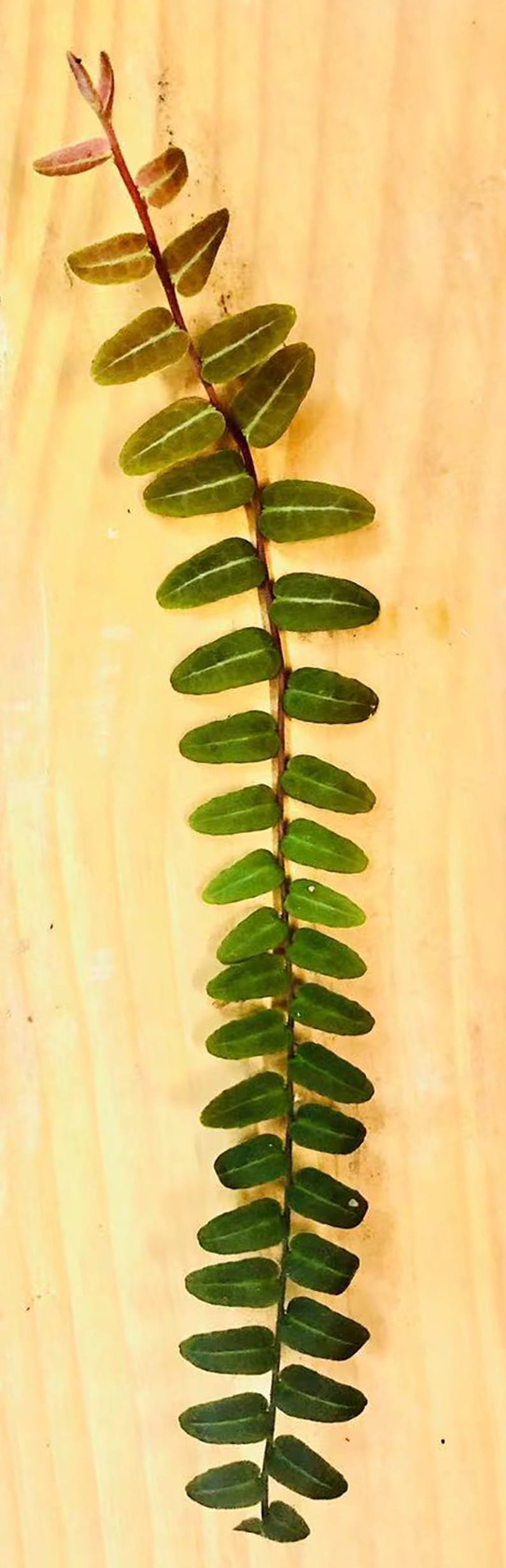 Rooted Marcgravia Umbellata Plant - Rare Houseplant Gift for Plant Lovers - Unique Indoor Greenery - Marcgravia umbellata