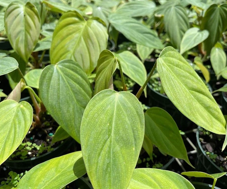 Philodendron Fuzzy Petiole Live Plant - Outdoor Grown