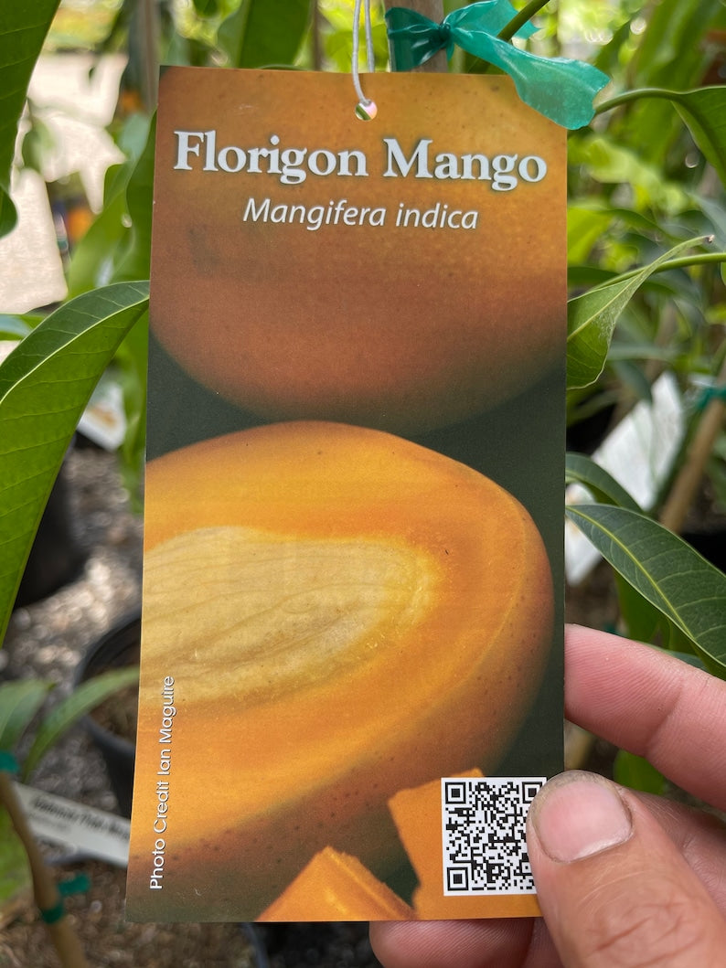 Grafted Florigon Mango Tree 3 Gallon - 3-4 Feet Tall - Delicious Tropical Fruit Plant (Mangifera indica)