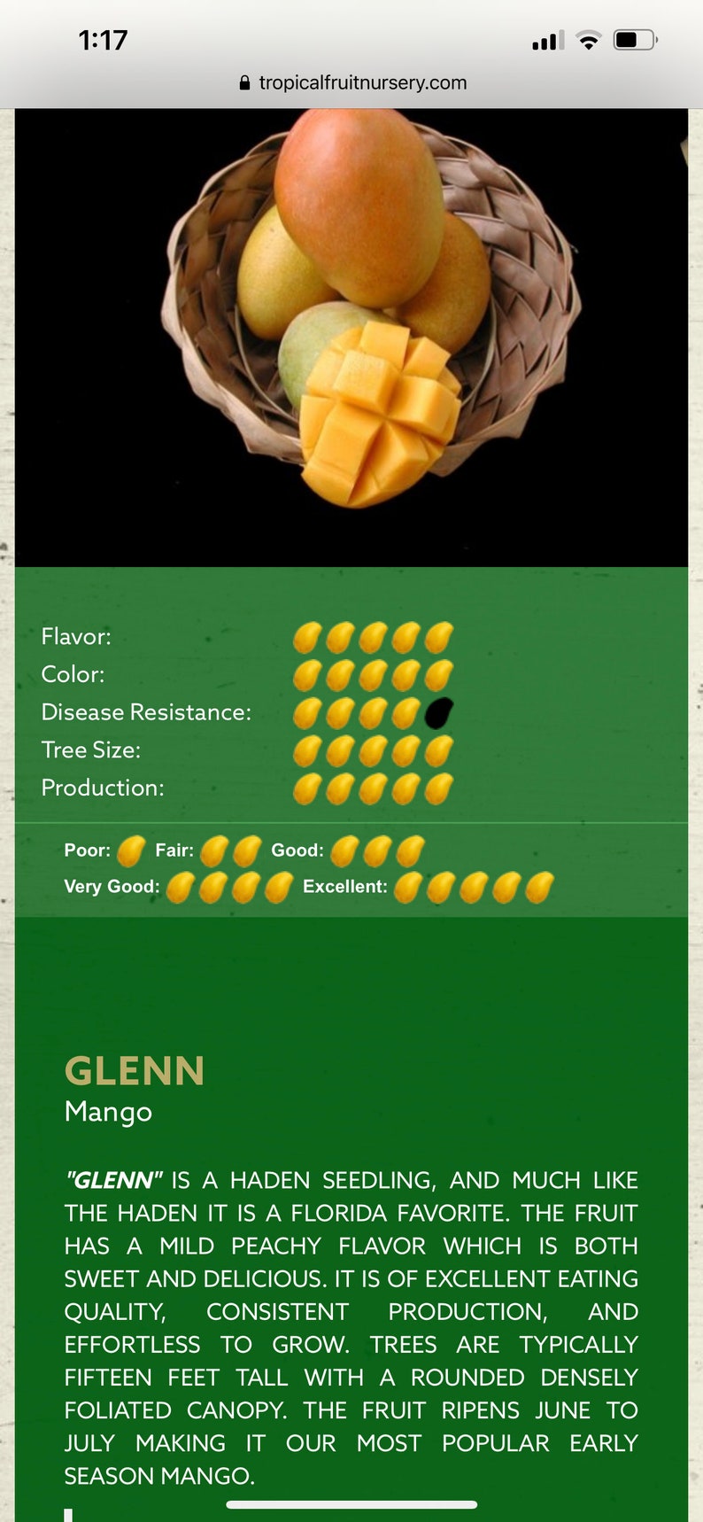 Grafted Glenn Mango Tree 3ft - Mangifera indica - 3 Gallon Pot with Soil, Live Tropical Fruit Plant for Home Garden