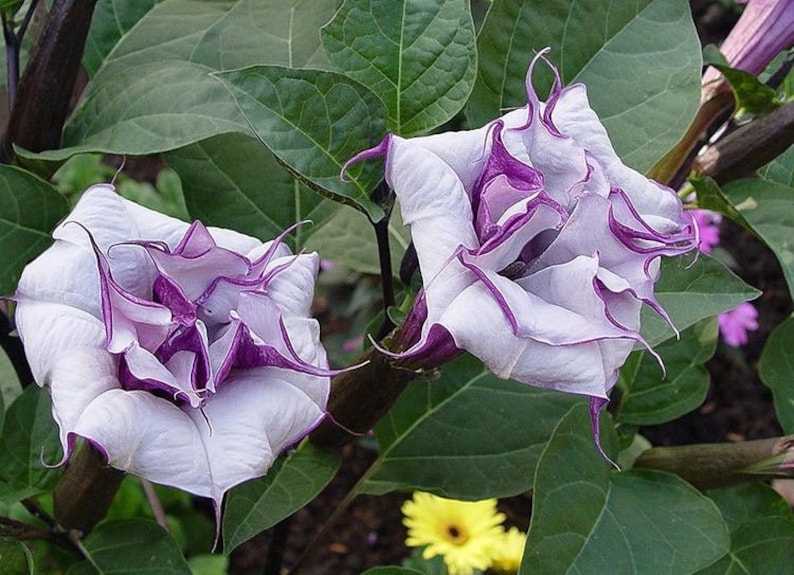 Double Purple Datura Tree - Angel Trumpet - Devil's Trumpet - Brugmansia - 2ft Tall - No Shipping to CA