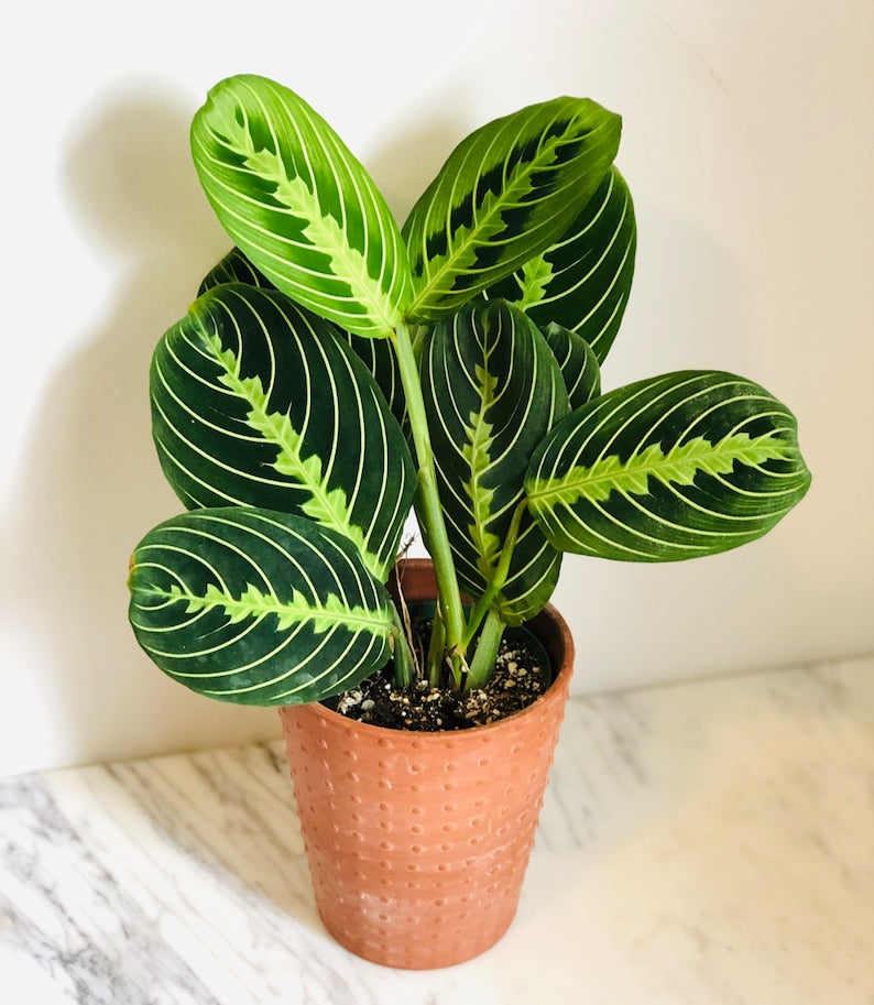 Prayer Plant 4" Pot Lemon Lime Maranta Leuconeura Tropical Houseplant with Colorful Leaves