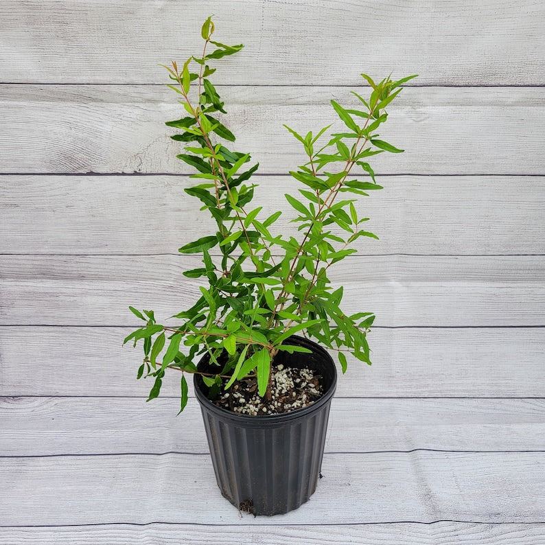 Hardy Pomegranate Tree 6 in. Pot Salavatski Variety (Punica granatum) - Cold Tolerant, Sweet Flavor, Russian Origin