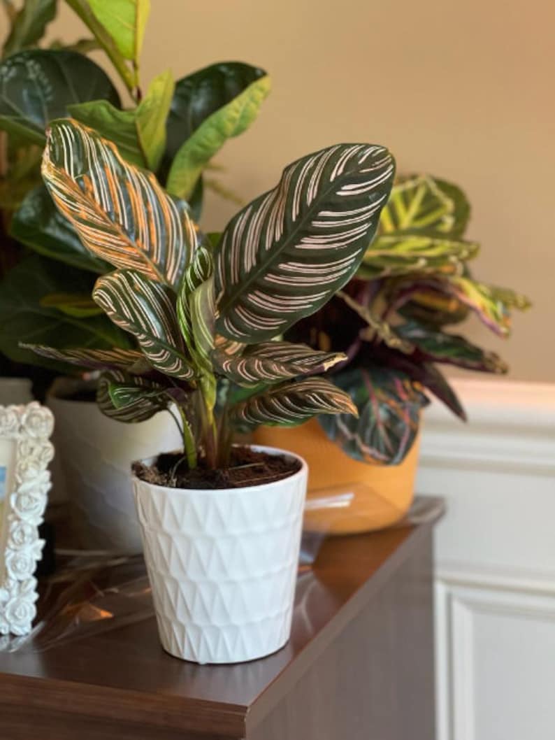 Calathea Ornata Pinstripe 4 Inch Grow Pot | Pink Variegated Prayer Plant | Easy Care Indoor Houseplant | Calathea Ornata