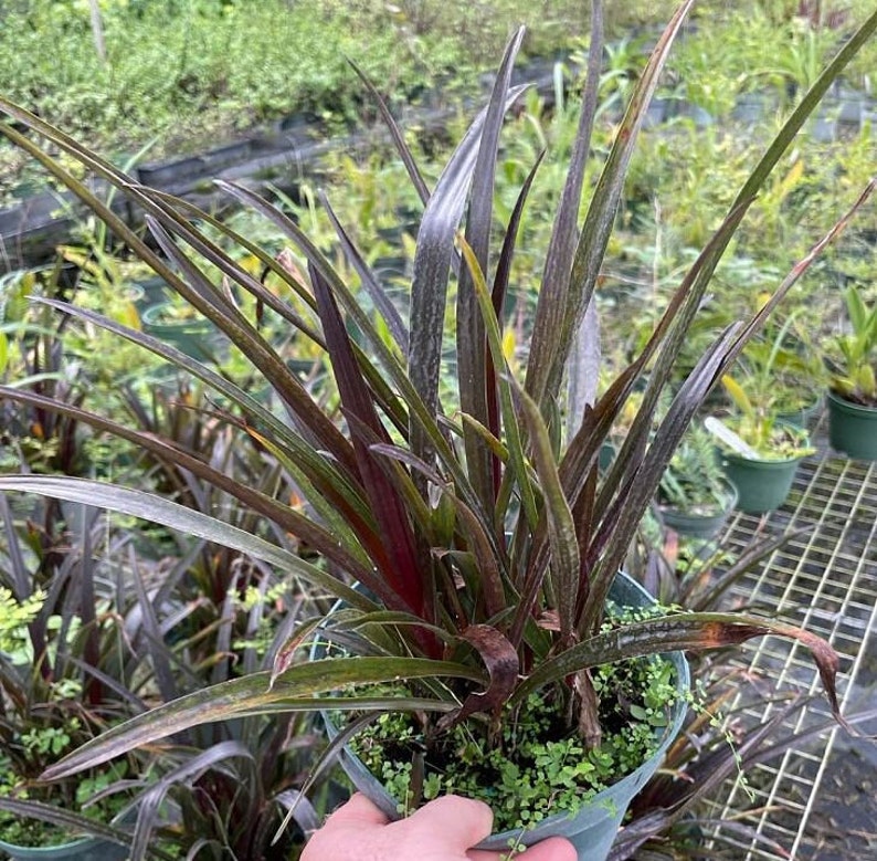 Crinum menehune Live Plant - Outdoor Grown - Hardy Tropical Bulb Plant - Crinum spp.