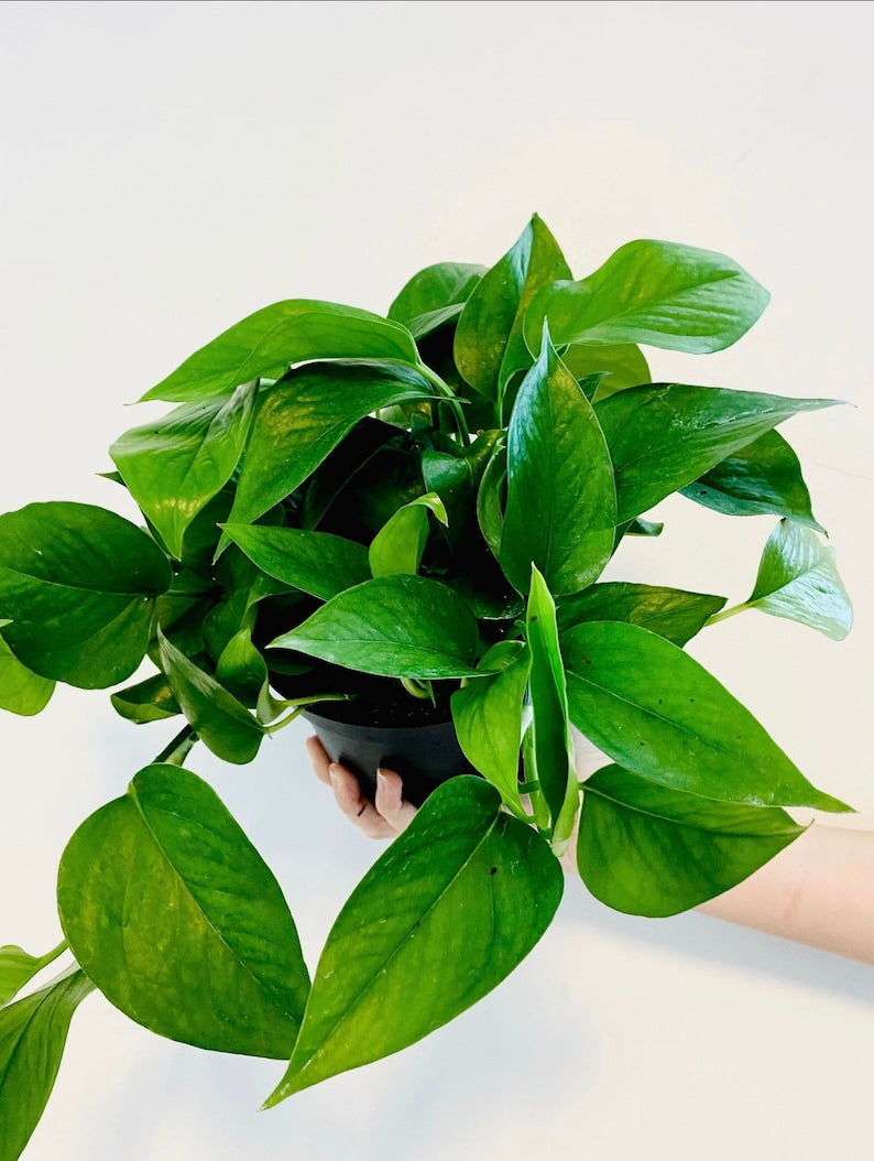 jade pothos light requirements Jade Pothos Plant - Easy Care Vining Houseplant