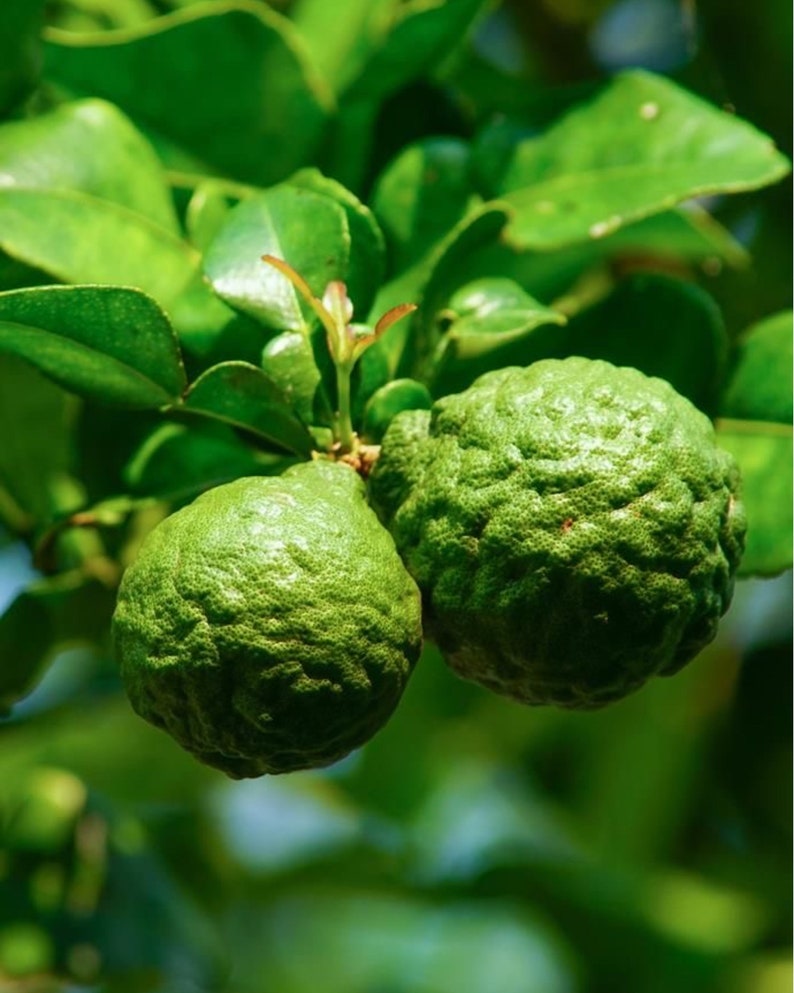 Kaffir Lime Grafted Tree 3ft - Citrus hystrix - Compact Indoor/Outdoor Plant, No Shipping to CA