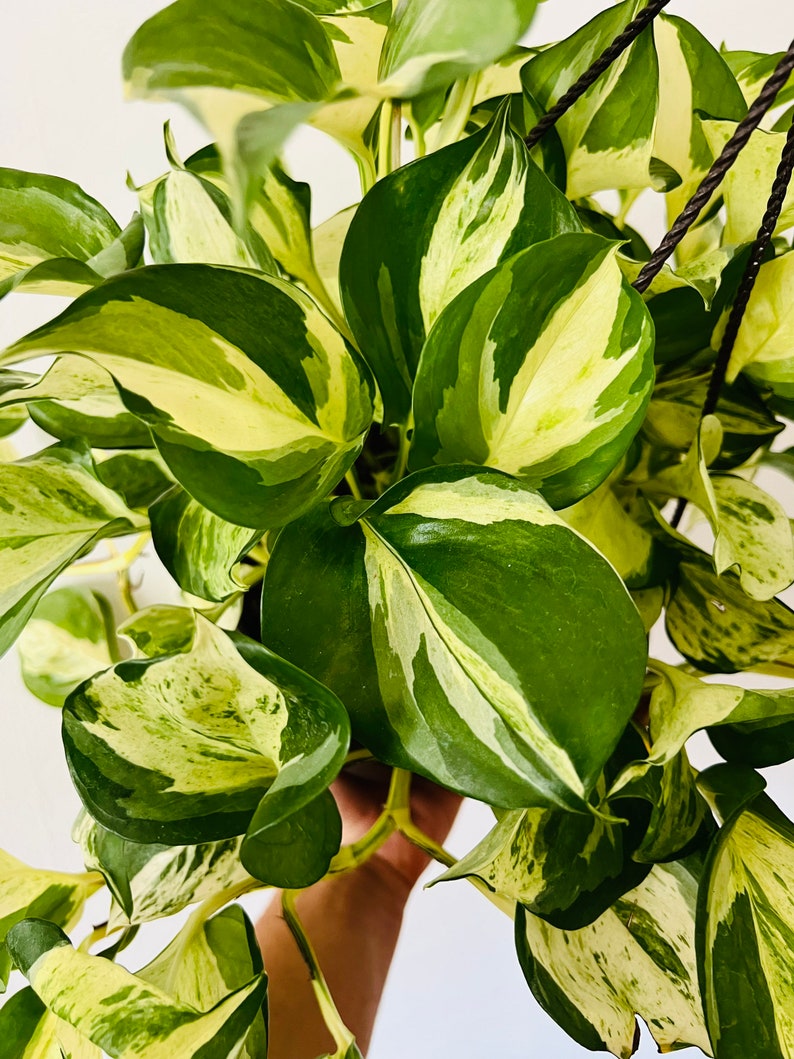 Manjula Pothos Plant in 4” Pot - Rare Variegated Houseplant - Easy Care Beginner Plant - Epipremnum aureum