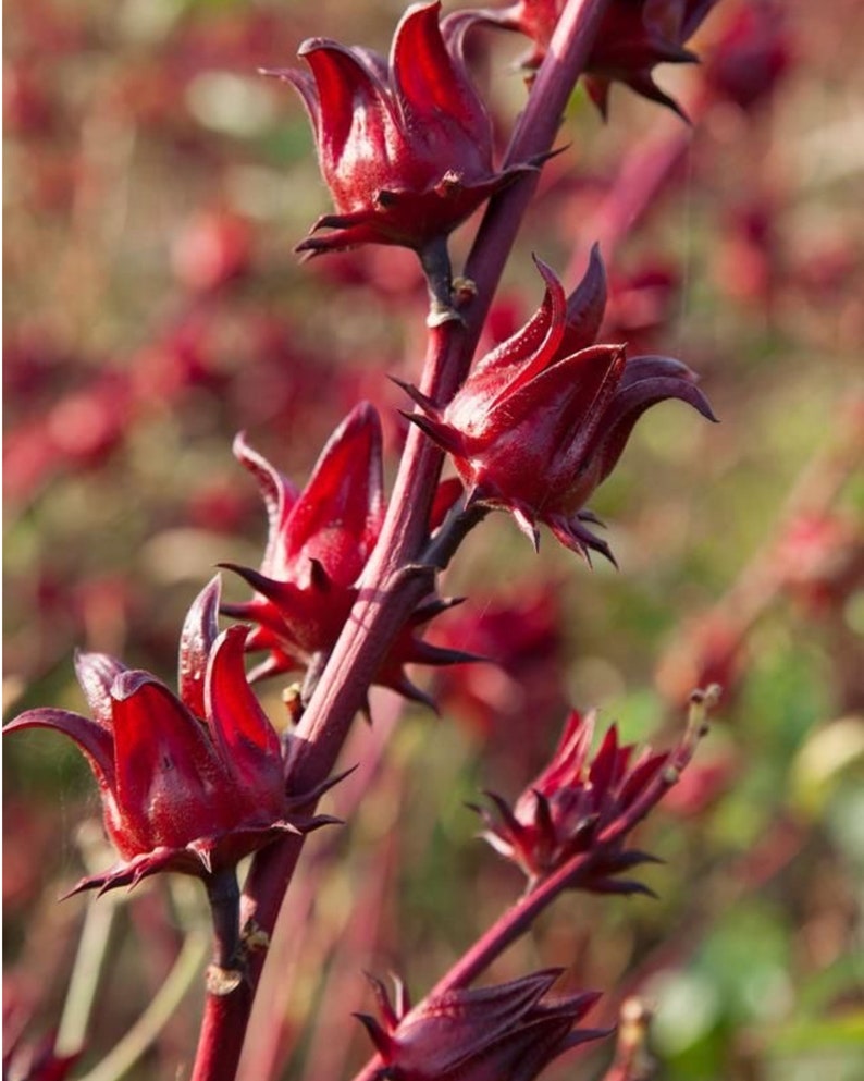 Hibiscus Seeds - 30+ Organic Roselle/Red Sorrel/Jamaican Sorrel Seeds - Fresh Hibiscus sabdariffa