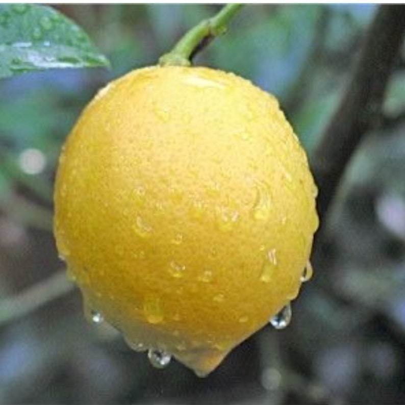 Meyer Lemon Tree Grafted 3-4ft Indoor Outdoor Citrus Tree (Citrus limon) - Live Plant, Not Shippable to CA