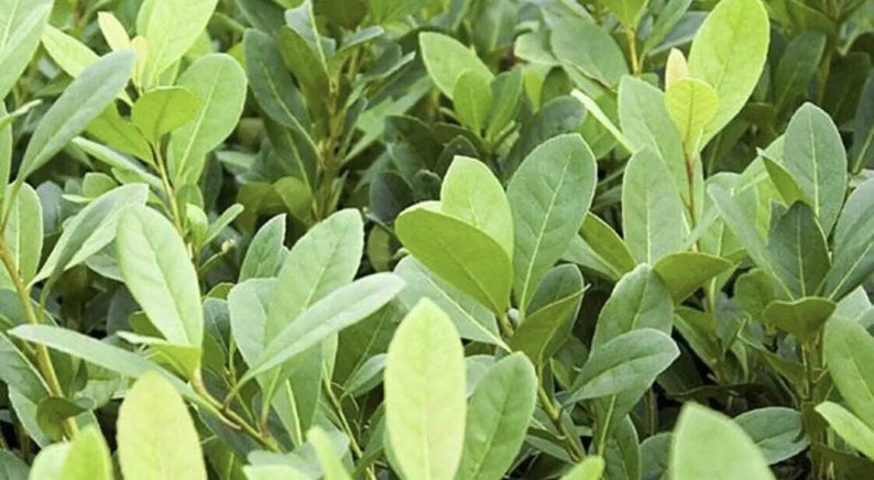 Yerba Mate Starter Plant - Ilex Paraguariensis - Energizing Green Tea - Grow Your Own Herbal Tea Plant