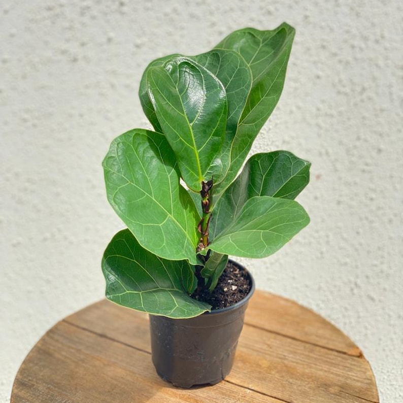 Ficus Lyrata Indoor Plant, 4 Inch Pot, Fiddle Leaf Fig, Large Leaf Evergreen, Office Gift, Air Purifying Plant