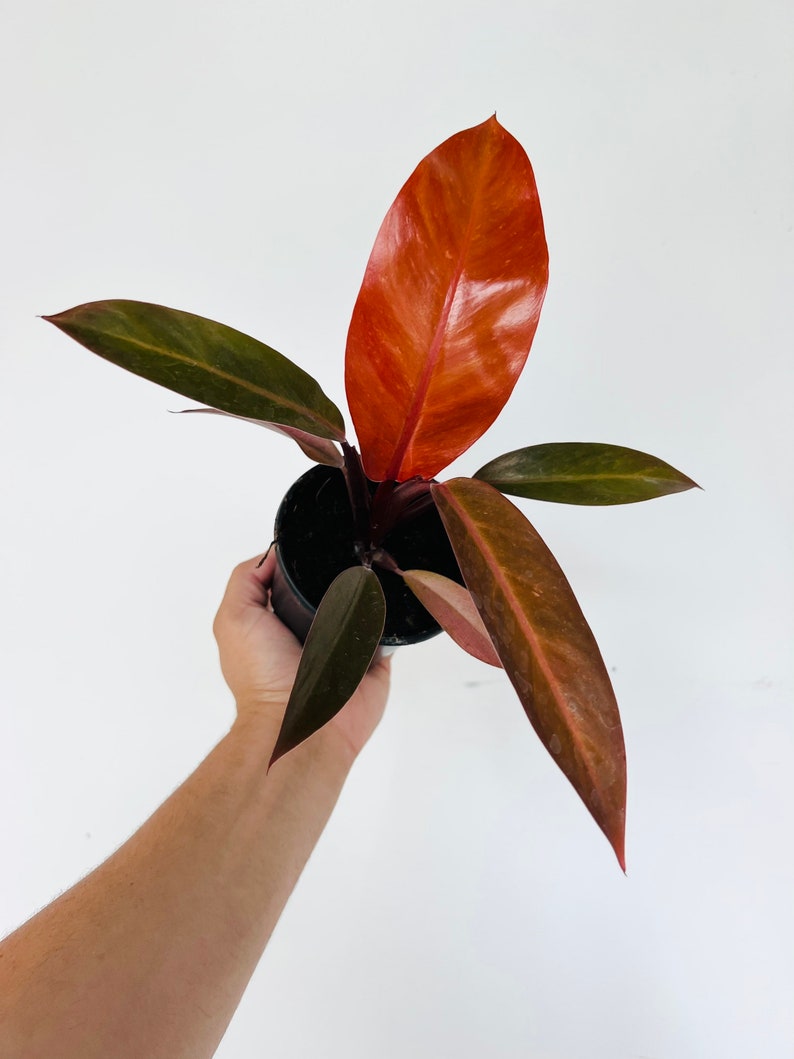 Philodendron Cathaline Live Plant in 4” Pot - Rare Philodendron Erubescens Variety - Colorful Hybrid - Unique Foliage