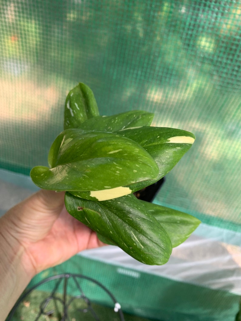 Philodendron Standleyana 'Albo Variegata' Plant - Fully Rooted with Established Roots - Tropical Houseplant
