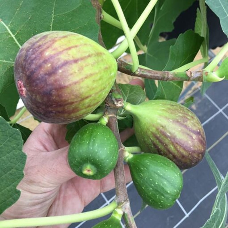 GE Neri Fig Plant - Live Rooted Starter - Self-Pollinating Ficus carica - Ideal Potted Plant for Zones 7-9 - Sweet Crimson Figs