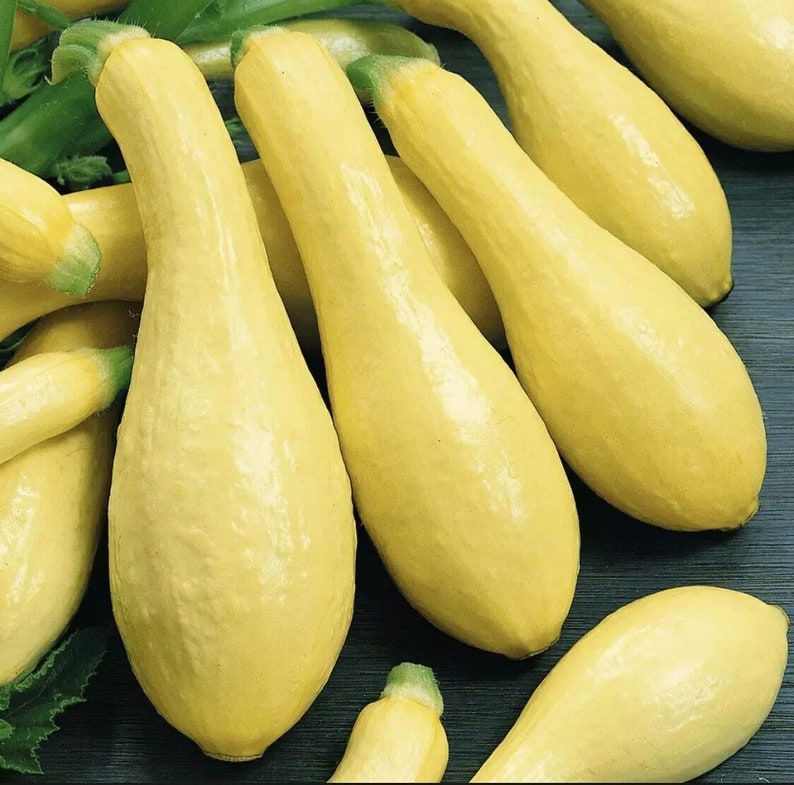 Straightneck Squash Seeds 30 Ct Yellow Early Prolific Summer Squash Cucurbita pepo